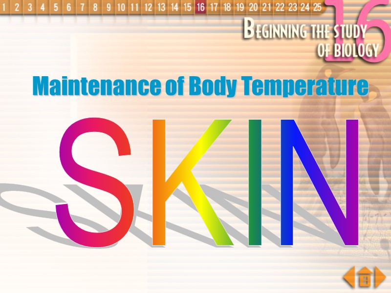 Maintenance of Body Temperature SKIN